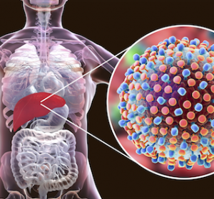 Proteinkomplex für den Hepatitis C-Viruseintritt in Leberzellen aufgeklärt